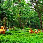 Bir Tea Factory  Places to visit in Bir billing, Himachal Pradesh